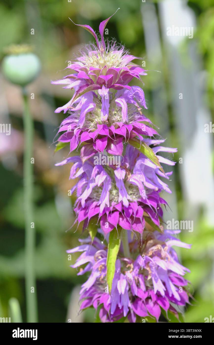 Beebalm maculato (Monarda punctata) che mostra i suoi bratti a strati e le fioriture adatte agli impollinatori a fine estate Foto Stock