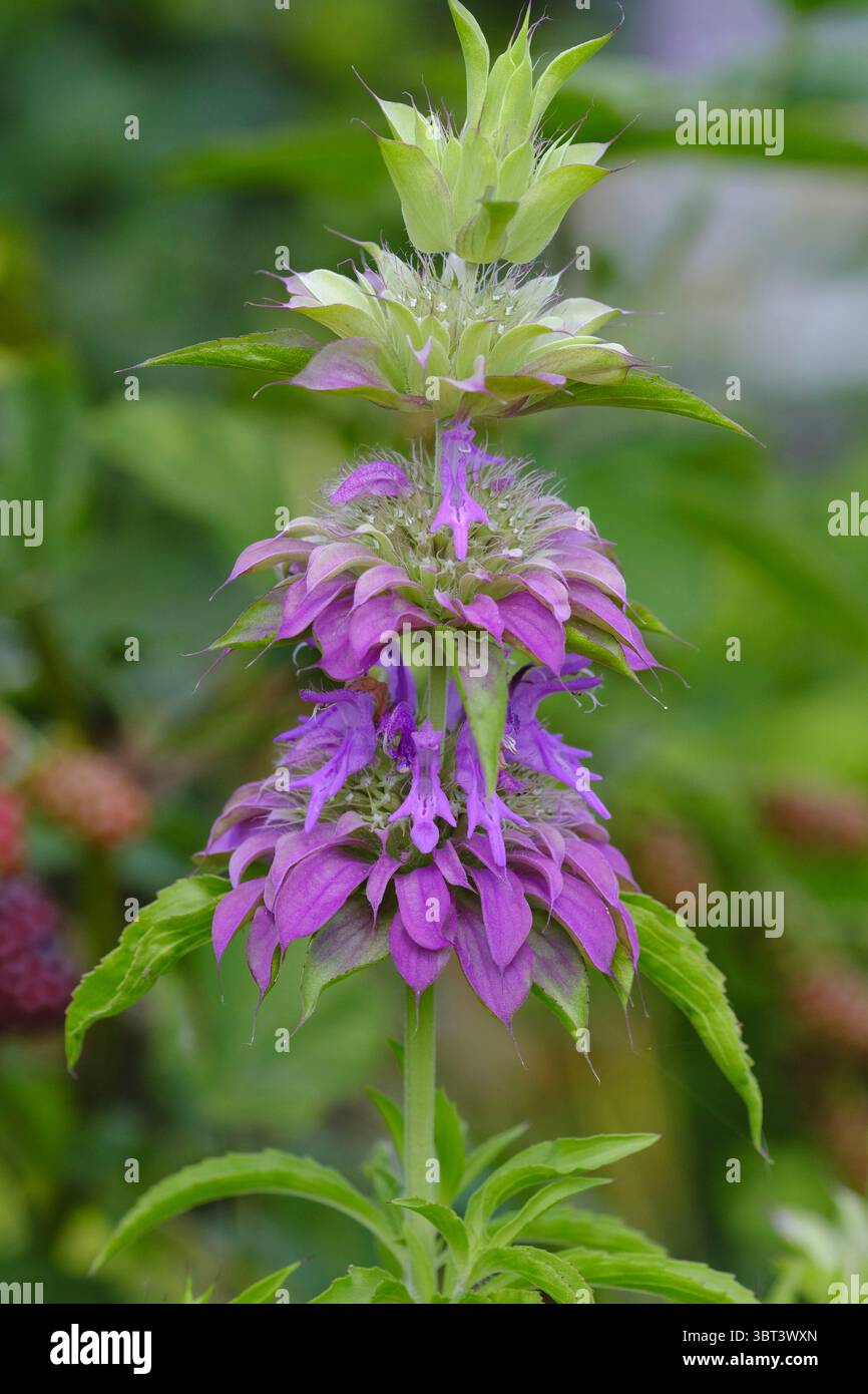 Beebalm maculato (Monarda punctata) che mostra i suoi bratti a strati e le fioriture adatte agli impollinatori a fine estate Foto Stock