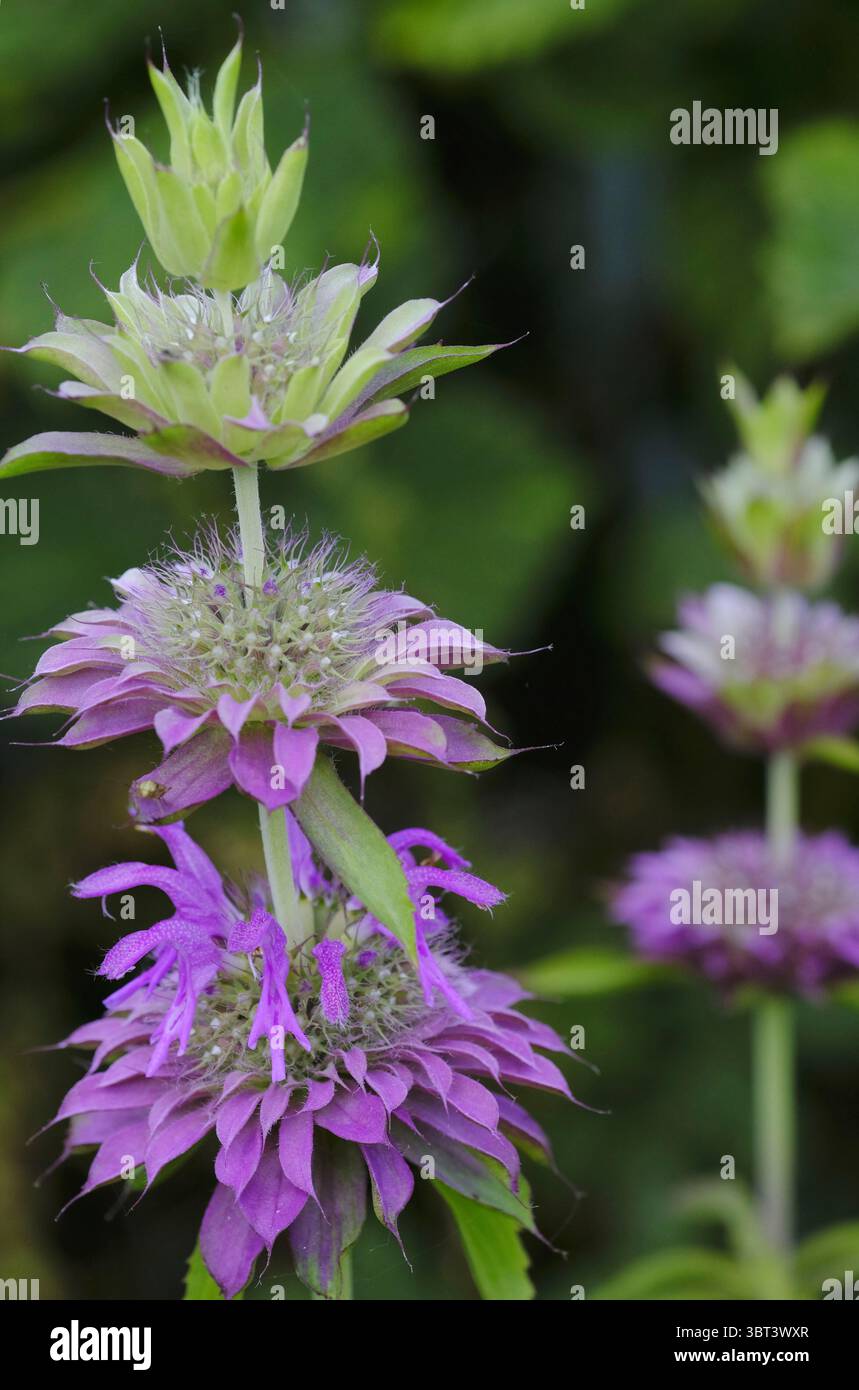 Beebalm maculato (Monarda punctata) che mostra i suoi bratti a strati e le fioriture adatte agli impollinatori a fine estate Foto Stock