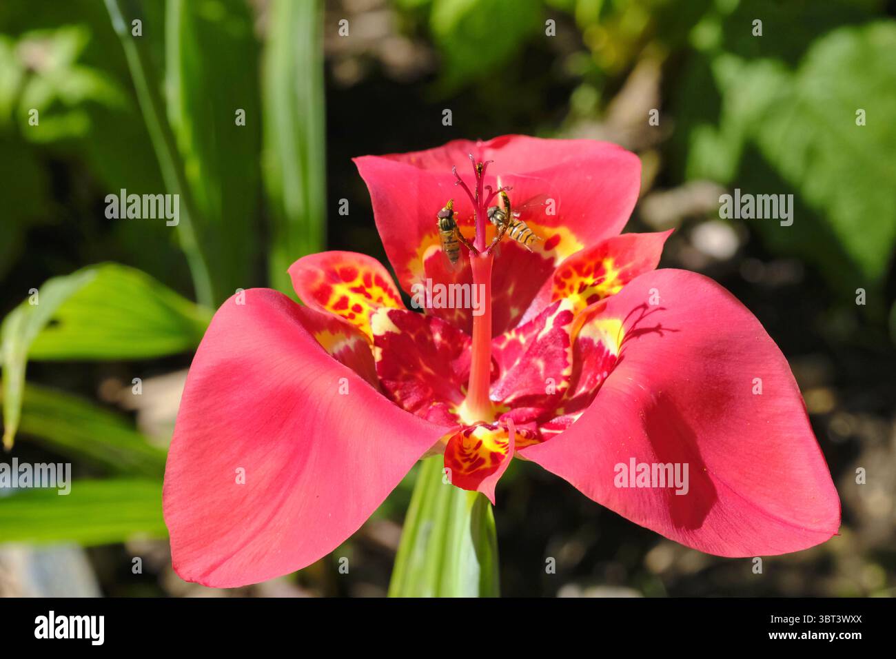 Vivace e fugace: Il Fiore della Tigre (Tigridia pavonia) sfoggia le sue fioriture esotiche per un solo giorno, rendendo ogni apparizione un evento speciale Foto Stock