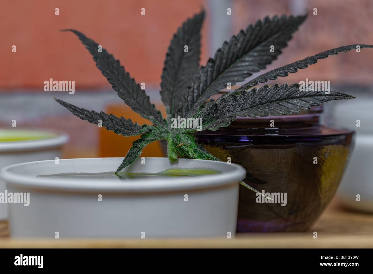 Marijuana medica fatta in casa con parete in mattoni colorati al coperto Foto Stock