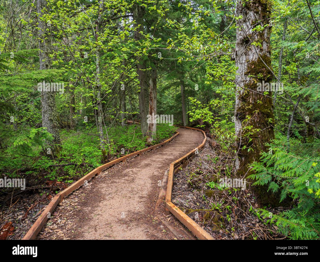 Trail of the Cedars of the Going to the Sun Road, Glacier National Park, Montana. Foto Stock