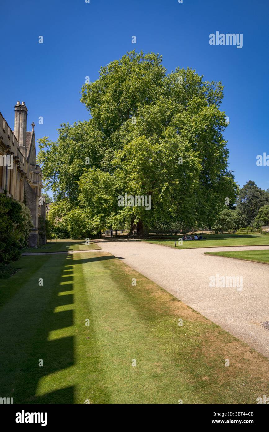 The Magdalen Plane Tree, Magdalen College, Oxford University, Inghilterra, Regno Unito Foto Stock