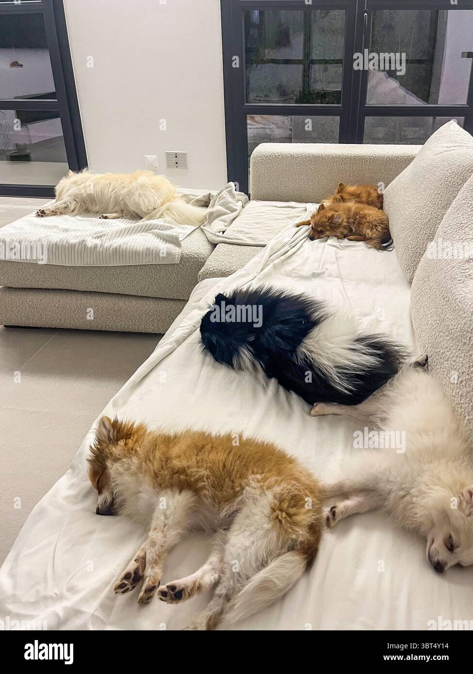 Gruppo di sei cani della Pomerania che dormono su un morbido divano, mostrando colori e texture diverse per creare un'atmosfera serena e accogliente in uno stile Foto Stock