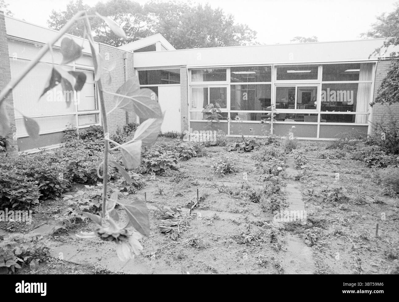 Giardini scolastici Engelmundusschool, Whizgle News, Dutch Desk, Paesi Bassi, 1950 - 2000 il 19-08-1993. Questi argomenti vengono visualizzati nell'immagine. La scena cattura uno spazio giardino che sembra essere coltivato ma un po' troppo coltivato. In primo piano, è visibile una pianta con steli lunghi e sottili, suggerendo un senso di vita che si avvicina allo spettatore. Le foglie sono rigogliose e verdi, in contrasto con i toni più tenui dell'ambiente. L'orto stesso è caratterizzato da una serie di macchie di terra rialzate, eventualmente destinate a varie piante o ortaggi. Il terreno sembra leggermente secco e c Foto Stock