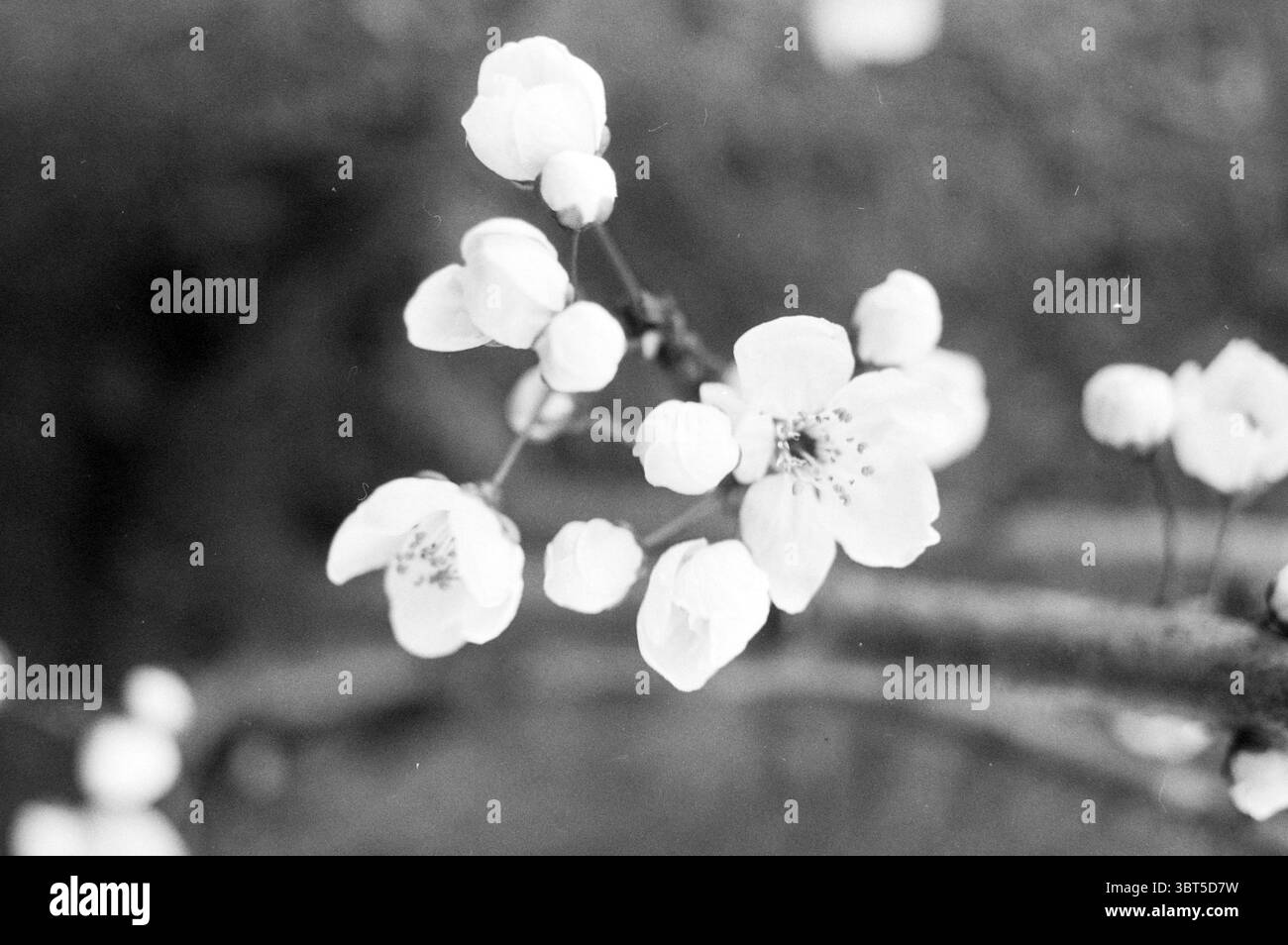Alberi fioriti Beemsterstraat Hoofdorp Trees Hoofddorp Paesi Bassi, Whizgle News, Dutch Desk, Paesi Bassi, 1950 - 2000 il 29-02-1988. Questi argomenti sono mostrati nell'immagine. La scena presenta delicati rami adornati da ammassi di soffici fiori bianchi. I fiori mostrano una qualità delicata ed eterea, i loro petali sono leggermente traslucidi e hanno una sottile lucentezza. Ogni fiore rivela una concentrazione centrale di stami fini, creando un punto focale di dettagli intricati. I boccioli circostanti sono meno aperti, suggerendo la promessa di fioriture ancora in arrivo. Hanno un aspetto rotondo, chiuso, Foto Stock