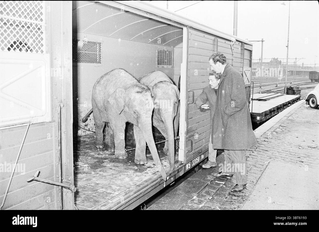 Elephants to Spain Circus Boltini Amersfoort Circus, Whizgle News, Dutch Desk, Paesi Bassi, 1950 - 2000 il 14-12-1962. L'immagine include questi argomenti. In un vivace ambiente di trasporto, due giovani elefanti emergono dal retro di un vagone ferroviario, le loro grandi orecchie battenti e i movimenti del tronco che mostrano la loro curiosità e una leggera apprensione. Gli elefanti sono grigi, con pelle ruvida che è caratteristica della loro specie. Accanto a loro, un uomo con un cappotto scuro si appoggia verso gli elefanti, una dolcezza nella sua postura che suggerisce di conoscerli. La sua espressione riflette una cauto delizia Foto Stock