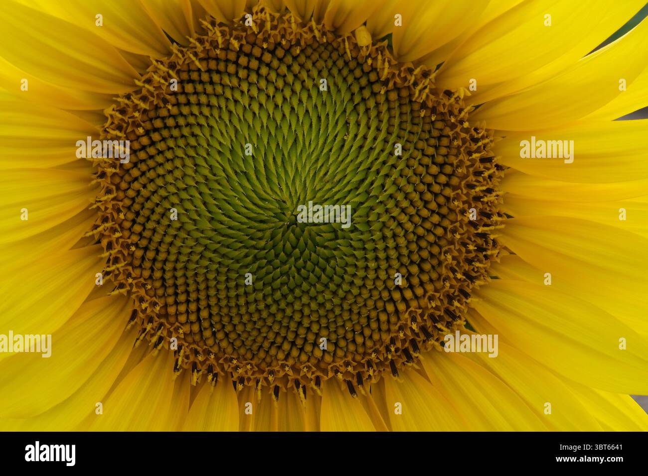 Fiore all'occhiello del disco floret del girasole Foto Stock