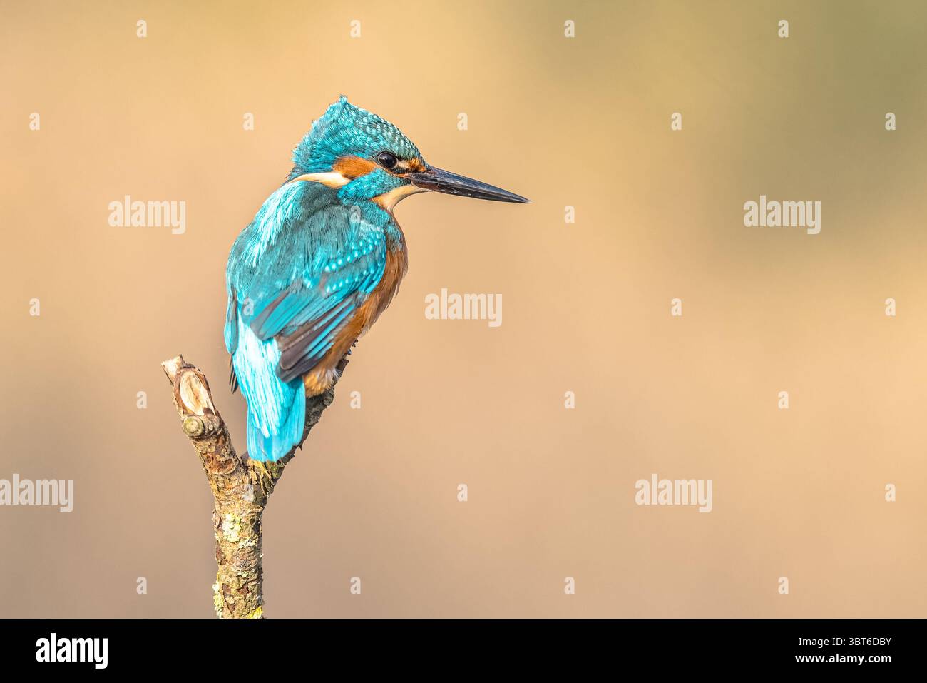 Kingfisher europeo comune (Alcedo atthis). Fiume Kingfisher arroccato sul ramo sopra l'acqua catturando pesci su sfondo naturale luminoso. Scena della fauna selvatica Foto Stock