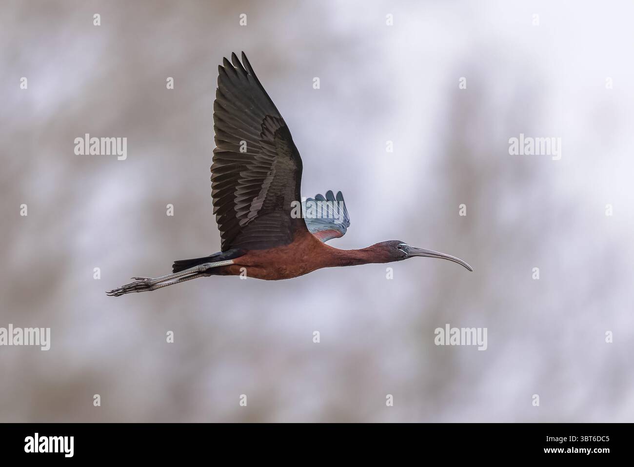 Glossy ibis (Plegadis falcicinellus) che vola nell'habitat della riserva naturale del delta dell'Ebro, Catalogna, Spagna. Foto Stock