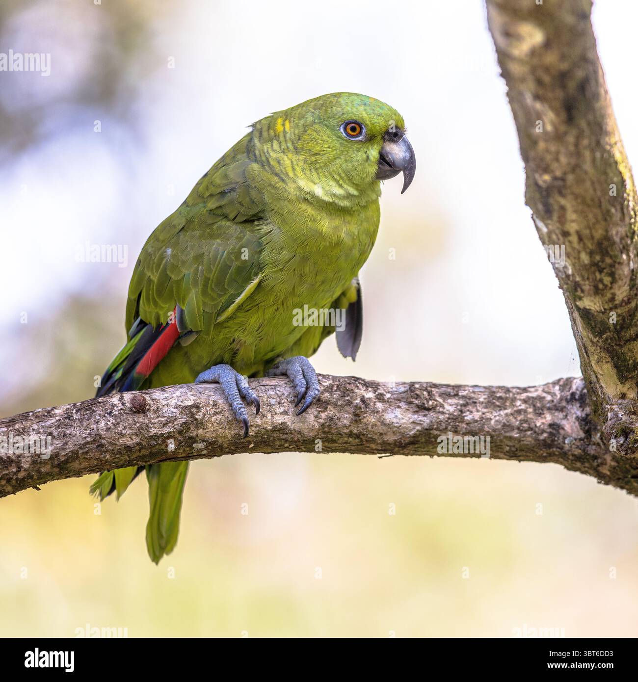 Amazona auropalliata (Amazona auropalliata) è un pappagallo amazzonico diffuso. Recentemente è stato riclassificato come critico Foto Stock