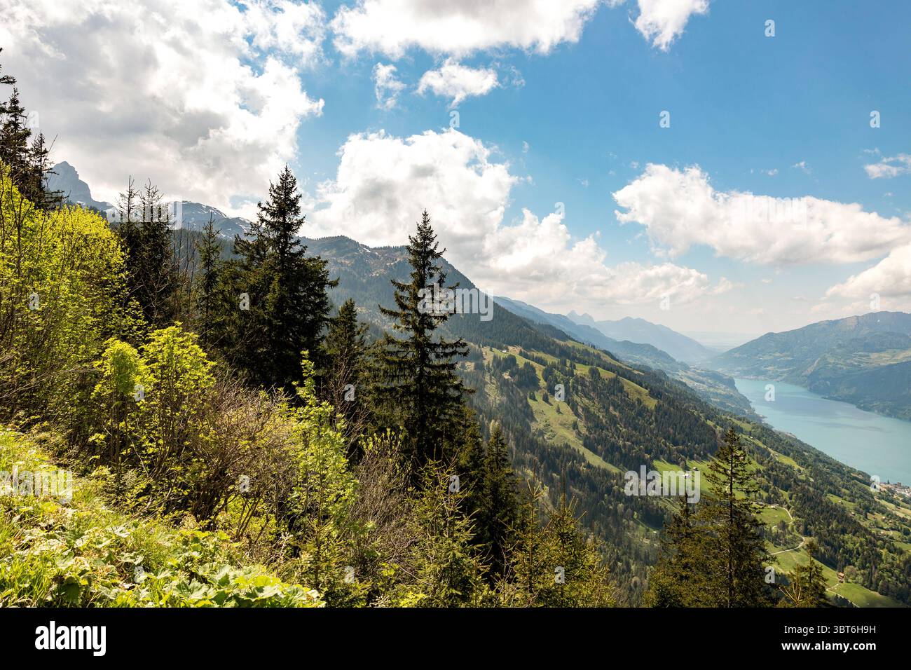 Vista del lago Walen da Chatzenberg, Svizzera, Alpi svizzere, Cantone di San Gallo. Vista del lago Walen da Chatzenberg, Svizzera, Alpi svizzere, Cantone di San Gallo, estate 2025. Alberi, prati in primo piano... Giornata di sole con nuvole, montagne e splendidi paesaggi. Escursioni, viaggi, turismo, destinazione, svago. svizzera B97A8412 Foto Stock