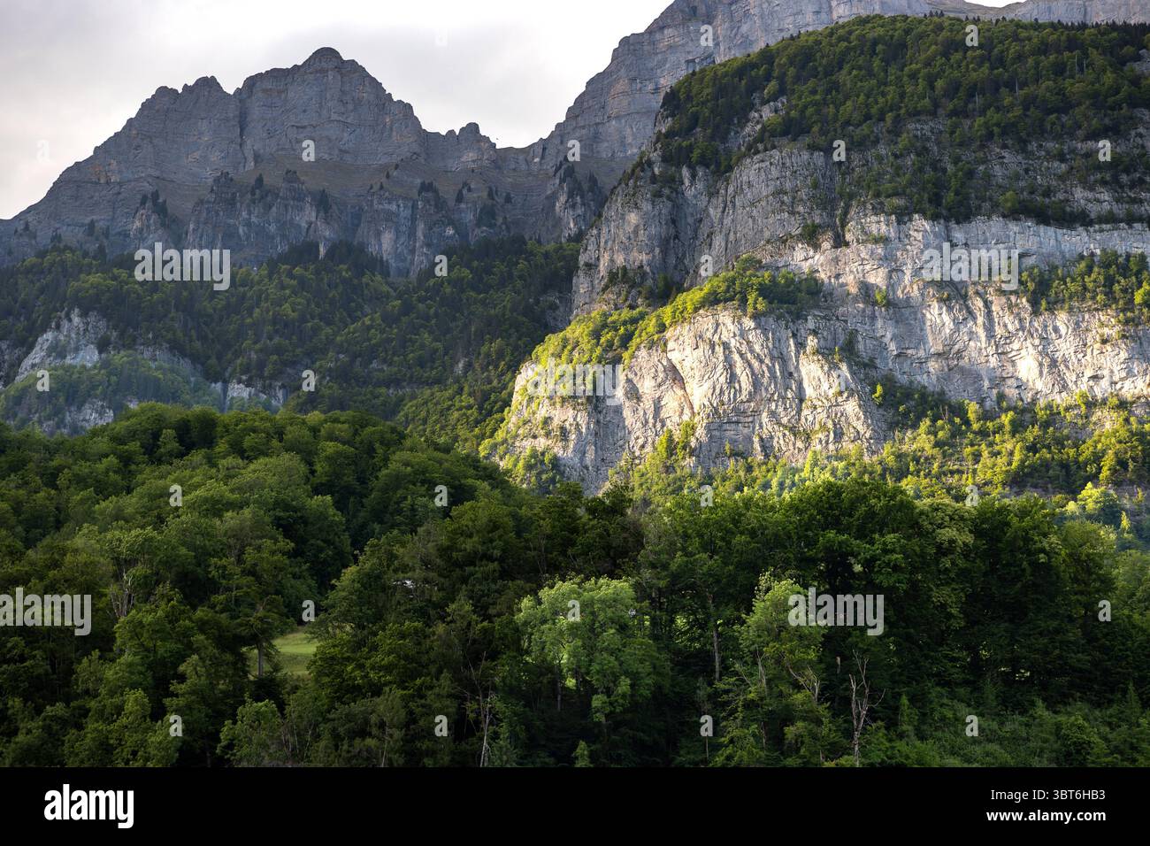 Catena montuosa con alberi, Svizzera, Cantone San Gallo, Alpi svizzere, montagne di Frümsel. Catena montuosa con alberi, Svizzera, Cantone San Gallo, Alpi svizzere, montagne di Frümsel. Giorno di sole, nuvole, vacanze, escursioni, turismo, destinazione di viaggio, svago. svizzera B97A8506 Foto Stock