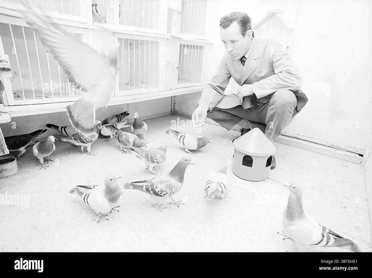 Zegwaard Pigeon Fancier Persons, Whizgle News, Dutch Desk, Paesi Bassi, 1950 - 2000 il 24-01-1974. L'immagine mostra questi argomenti. In un ambiente luminoso e dalle pareti bianche, un uomo si inginocchia, vestito con un abito di colore chiaro che contrasta nettamente con la luce circostante. La sua attenzione è focalizzata su un gruppo di piccioni sparsi intorno a lui, le loro piume mostrano varie sfumature di grigio e marrone, intervallate da macchie di bianco. Alcuni uccelli sbattono a terra mentre altri sfrecciano nelle vicinanze, creando un senso dinamico di movimento. L'ambiente trasmette un'atmosfera tranquilla, probabilmente un'atmosfera dedicata Foto Stock