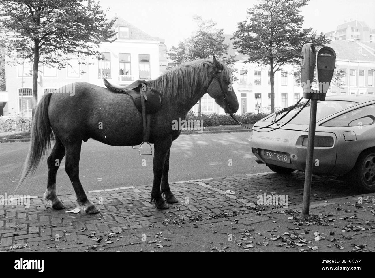 Cavallo legato al parcheggio metro Haarlem Paesi Bassi, Whizgle News, Dutch Desk, Paesi Bassi, 1950 - 2000 su 11-10-1978. L'immagine mostra questi argomenti. La scena presenta un cavallo in piedi con calma su un marciapiede acciottolato. È dotato di una sella, che indica che è stata cavalcata di recente. Il cappotto del cavallo è un bruno ricco che risplende dolcemente sotto la luce del giorno, mentre la criniera scorre in onde dolci. Nelle vicinanze, un'elegante auto d'epoca è parcheggiata accanto a un parcheggio metallizzato, collegato a un palo. Il design della vettura suggerisce un modello classico, con curve lisce e una superficie lucida che Foto Stock
