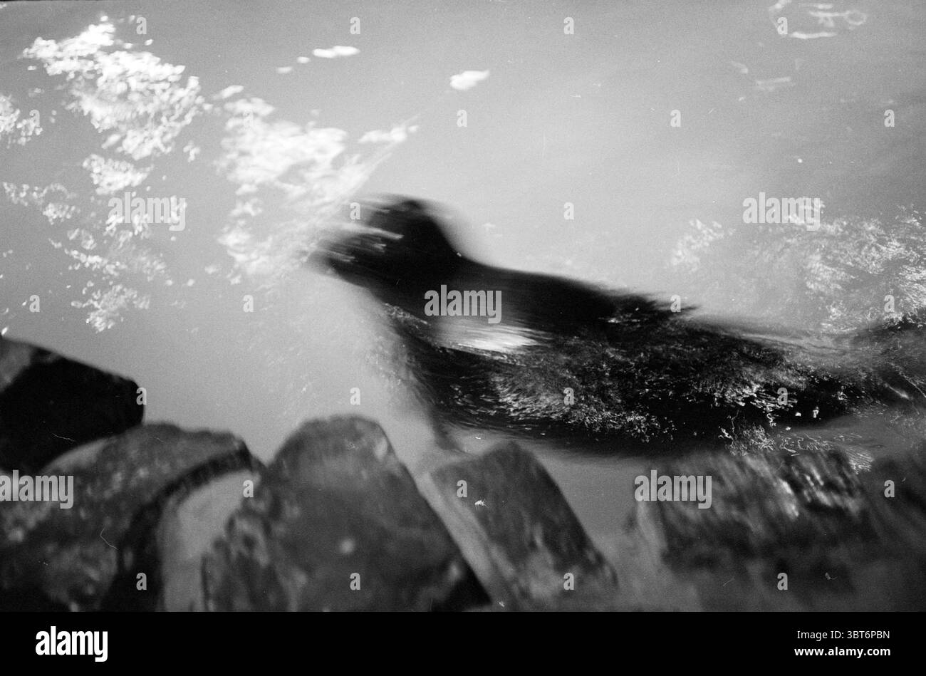 Animali nell'acquario marino Bergen aan Zee, Whizgle News, Dutch Desk, Paesi Bassi, 1950 - 2000 il 18-04-1984. L'immagine include questi argomenti. La scena cattura una vista dinamica di una creatura che nuota, forse un animale, che scivola attraverso l'acqua. L'acqua appare strutturata con increspature, riflettendo sottili variazioni di luce che suggeriscono il movimento sotto la superficie. La creatura, per lo più oscurata in un movimento sfocato, ha una pelliccia scura che assorbe la luce circostante, contrastando con l'acqua più chiara e scintillante. Intorno all'acqua ci sono pietre ruvide e irregolari che emergono dai bordi, t Foto Stock