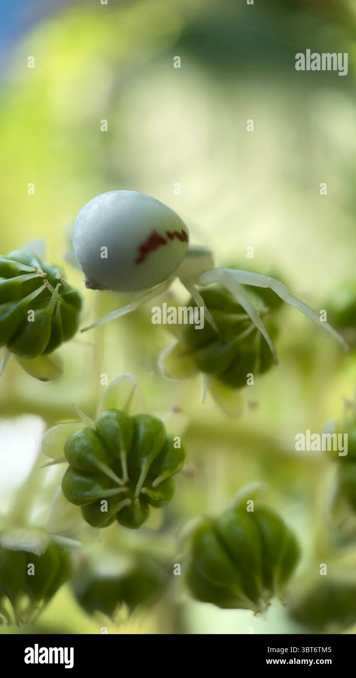 Grande ragno di granchio (misumena vatia) a caccia di macro fotografie di fiori. Un primo piano di un ragno verde pallido. - Immagine stock catturata con smartphone