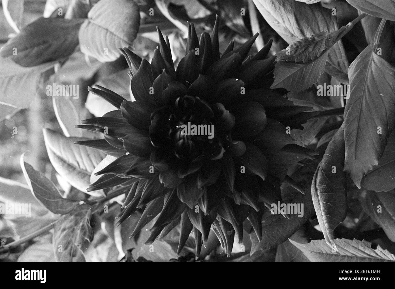 Coltivatore di Dahlia Haarlem Fiori e ragazze di fiori Haarlem Paesi Bassi, Whizgle News, Dutch Desk, Paesi Bassi, 1950 - 2000 il 08-09-1982. L'immagine contiene questi argomenti. La scena presenta un suggestivo fiore al centro, con una lussureggiante e intricata disposizione di petali scuri che appaiono stratificati e scultorei. I petali sono ricchi di texture, creando profondità e complessità, mentre le loro tonalità di nero e grigio intenso evocano un senso di mistero ed eleganza. Intorno al fiore, è visibile una varietà di fogliame. Le foglie sono un mix di verdi, alcune più leggere e altre con sfumature più profonde, che forniscono un effetto co Foto Stock