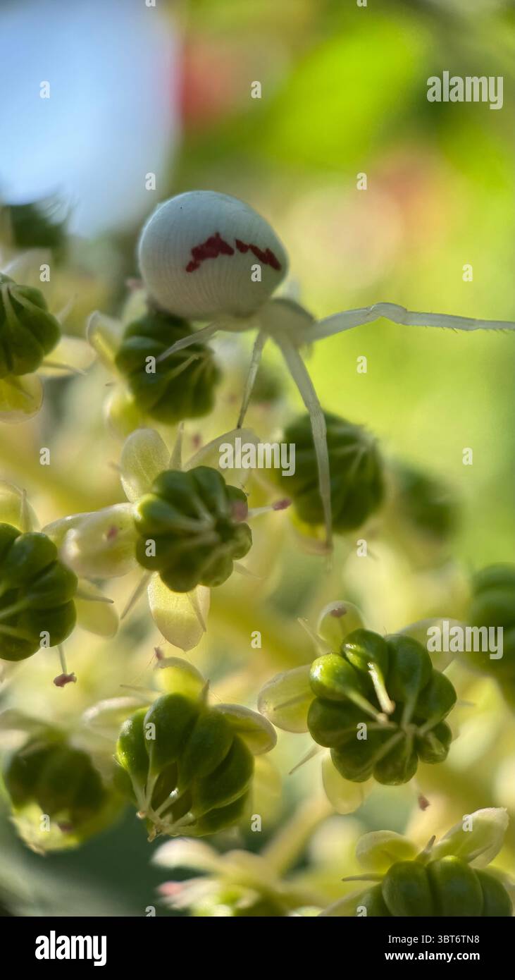Grande ragno di granchio (misumena vatia) a caccia di macro fotografie di fiori. Un primo piano di un ragno verde pallido. - Immagine stock catturata con smartphone
