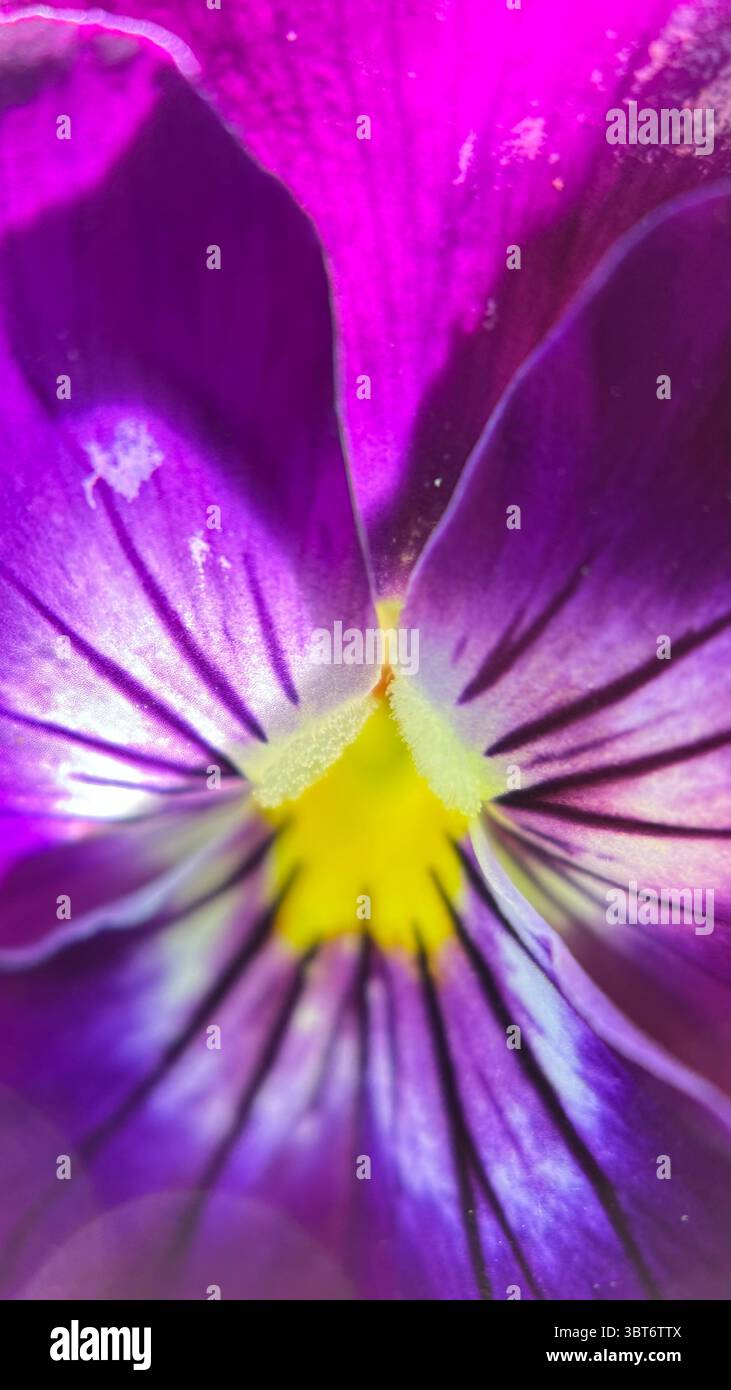 Un primo piano di fiori di pansia viola e giallo. Fotografia macro con fiori viola Foto Stock
