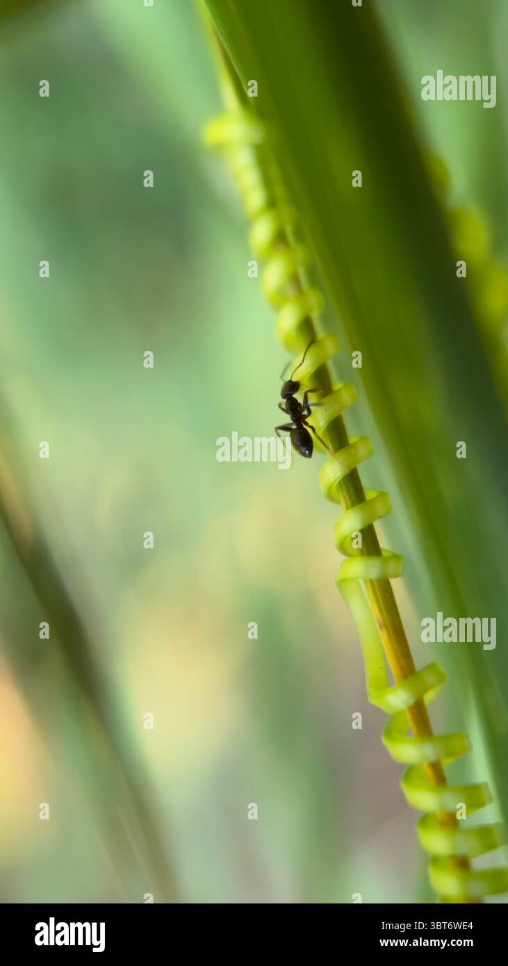 Un primo piano di un tendine a spirale di una pianta di marah. Fotografia macro - Immagine stock catturata con smartphone