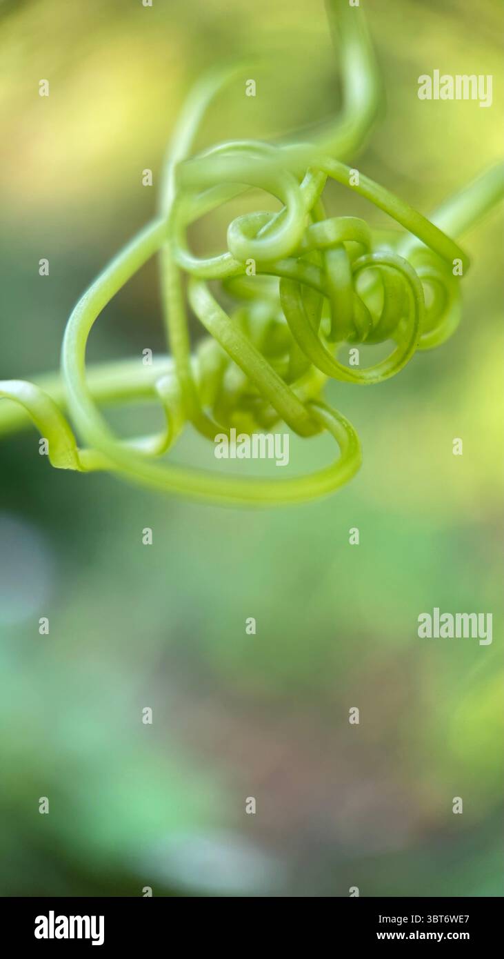 Un primo piano di un tendine a spirale di una pianta di marah. Fotografia macro - Immagine stock catturata con smartphone