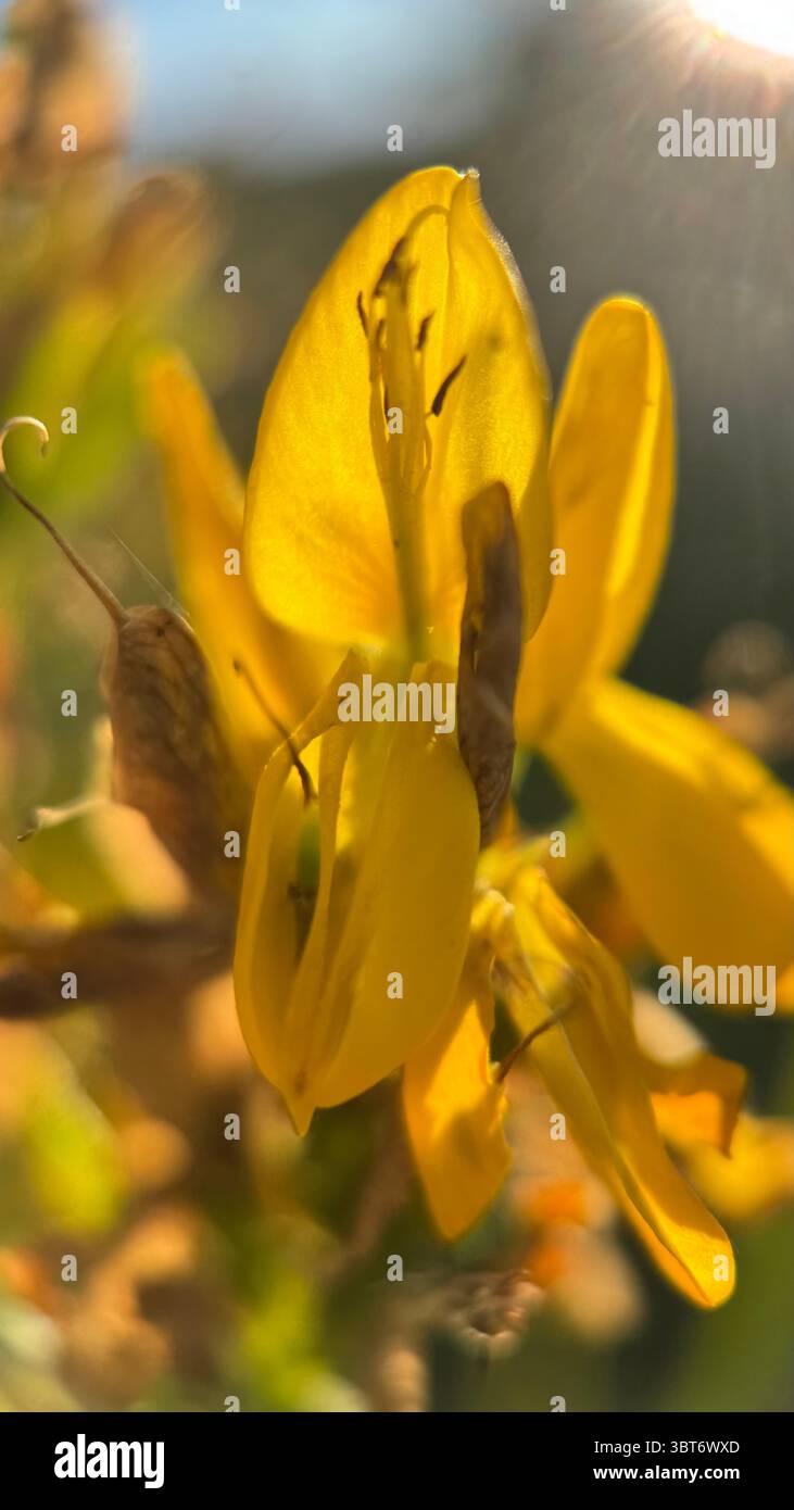 I fiori d'alghe verdi del Dyer giallo dorato illuminati da macro fotografie solari. - Immagine stock catturata con smartphone