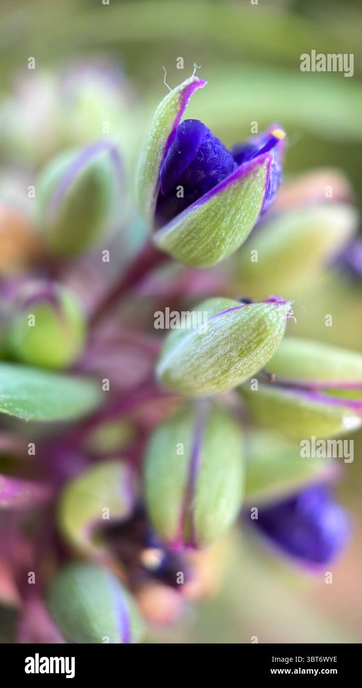 Tradenscatia (Virginia spiderwort) foto macro di fiori viola. Un primo piano di un piccolo fiore blu-viola. - Immagine stock catturata con smartphone
