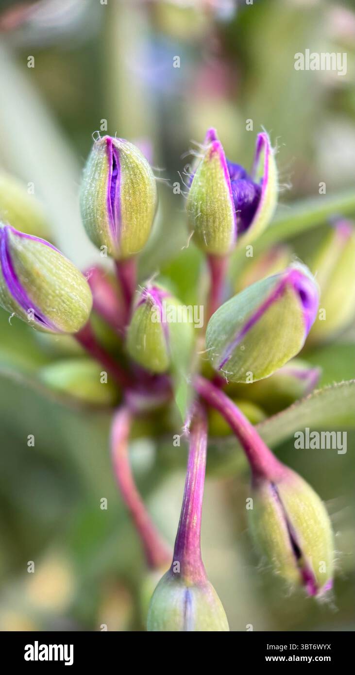 Tradenscatia (Virginia spiderwort) foto macro di fiori viola. Un primo piano di un piccolo fiore blu-viola. - Immagine stock catturata con smartphone
