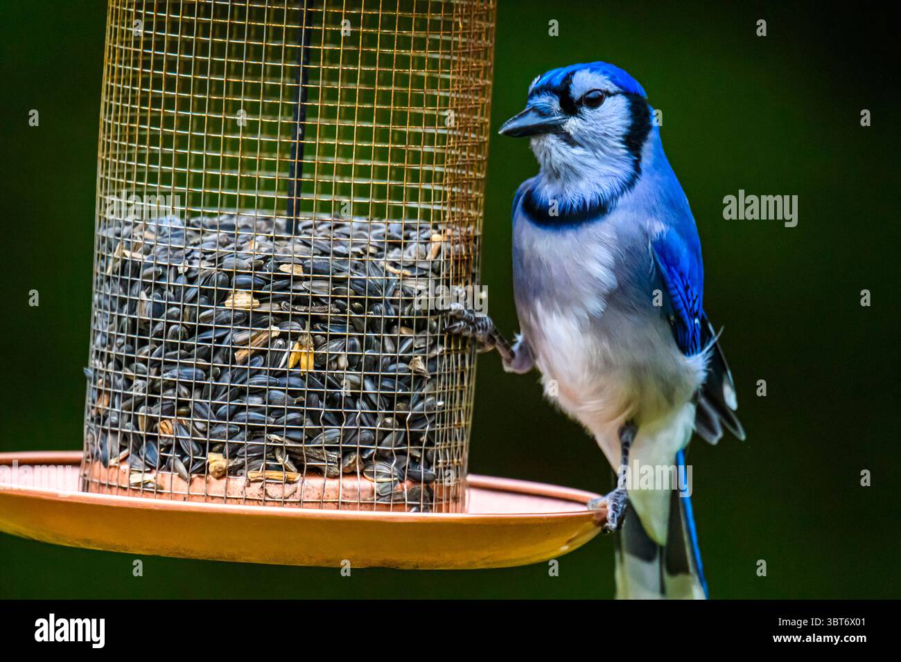 Blue jay (Cyanocitta cristata) Visiting Sunflower seed feeder, Greater Sudbury, Ontario, Canada Foto Stock