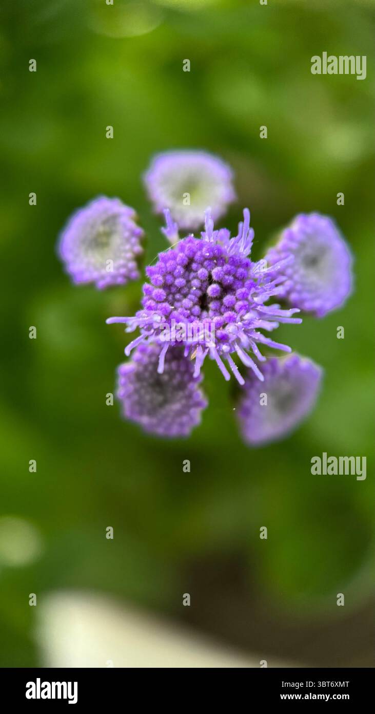 Fotografia macro Blue ageratum houstonianum Flowers. Fiori viola e bulbi da vicino. - Immagine stock catturata con smartphone