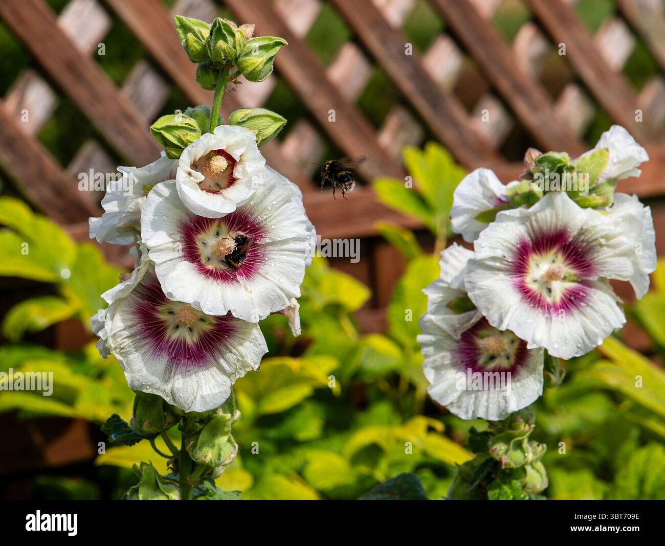 Primo piano di fiori di hollyhock in fiore con un bumblebee in un giardino, evidenziato da uno sfondo di recinzione a reticolo Foto Stock