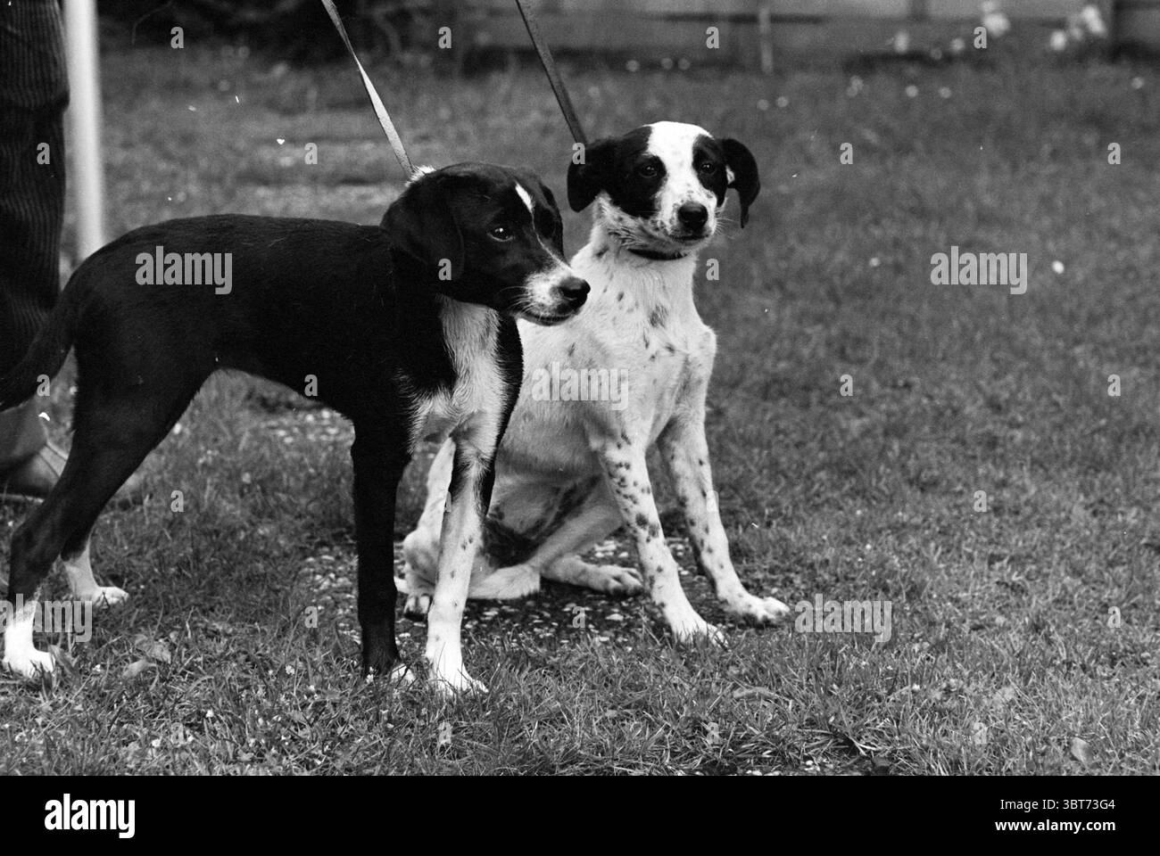 Dog of the WEEK IJmuiden Dogs IJmuiden Paesi Bassi, Whizgle News, Dutch Desk, Paesi Bassi, 1950 - 2000 il 01-07-1980. L'immagine contiene questi argomenti. La scena cattura due cani in piedi fianco a fianco su un terreno erboso. Il primo cane è prevalentemente nero con muso bianco e segni bianchi sulle zampe, conferendogli un aspetto affascinante. Ha gli occhi espressivi che guardano con attenzione. Accanto ad esso, il secondo cane è per lo più bianco con macchie nere, in particolare intorno agli occhi e alle orecchie. Questo cane ha una postura rilassata, seduto con calma e guardando leggermente verso l'alto, creando un senso di compagnia tra le persone Foto Stock