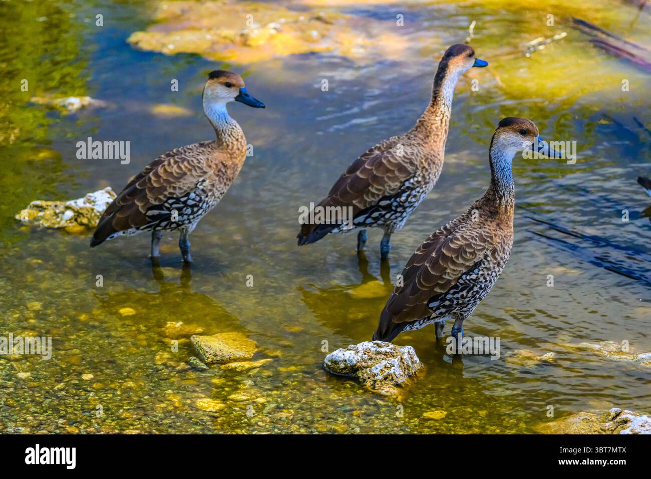 Dendrocygna arborea, George Town, Grand Cayman- , Isole Cayman Foto Stock