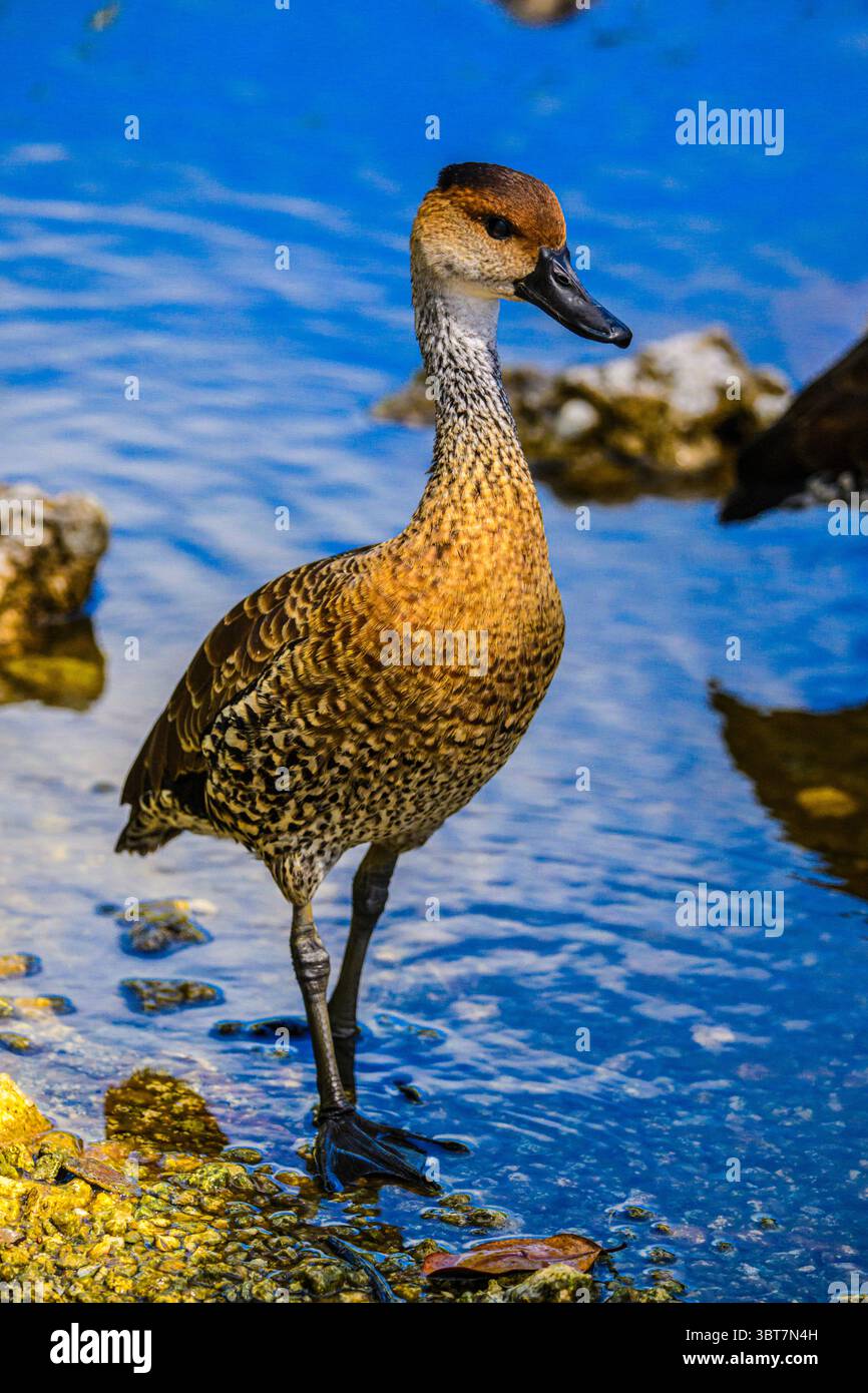 Dendrocygna arborea, George Town, Grand Cayman- , Isole Cayman Foto Stock