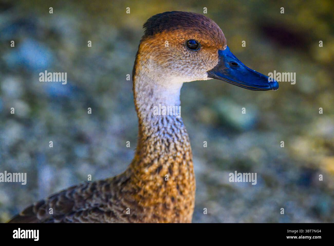 Dendrocygna arborea, George Town, Grand Cayman- , Isole Cayman Foto Stock