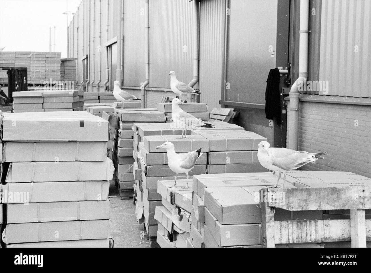 I gabbiani scelgono le scatole separate, Whizgle News, Dutch Desk, Paesi Bassi, 1950 - 2000 il 09-08-1994. L'immagine mostra questi argomenti. La scena si snoda in un ambiente industriale all'aperto, caratterizzato da numerose pile di scatole rettangolari in cartone, disposte a caso su pallet di legno. Le scatole sono silenziate di colore, prevalentemente sfumature di marrone chiaro e beige, suggerendo che possono essere vuote o riempite di articoli in attesa di distribuzione. Appollaiati in cima ad alcune delle scatole impilate ci sono diversi gabbiani, le loro piume bianche contrastano nettamente con le tonalità terrose della confezione sottostante. Gli uccelli Foto Stock