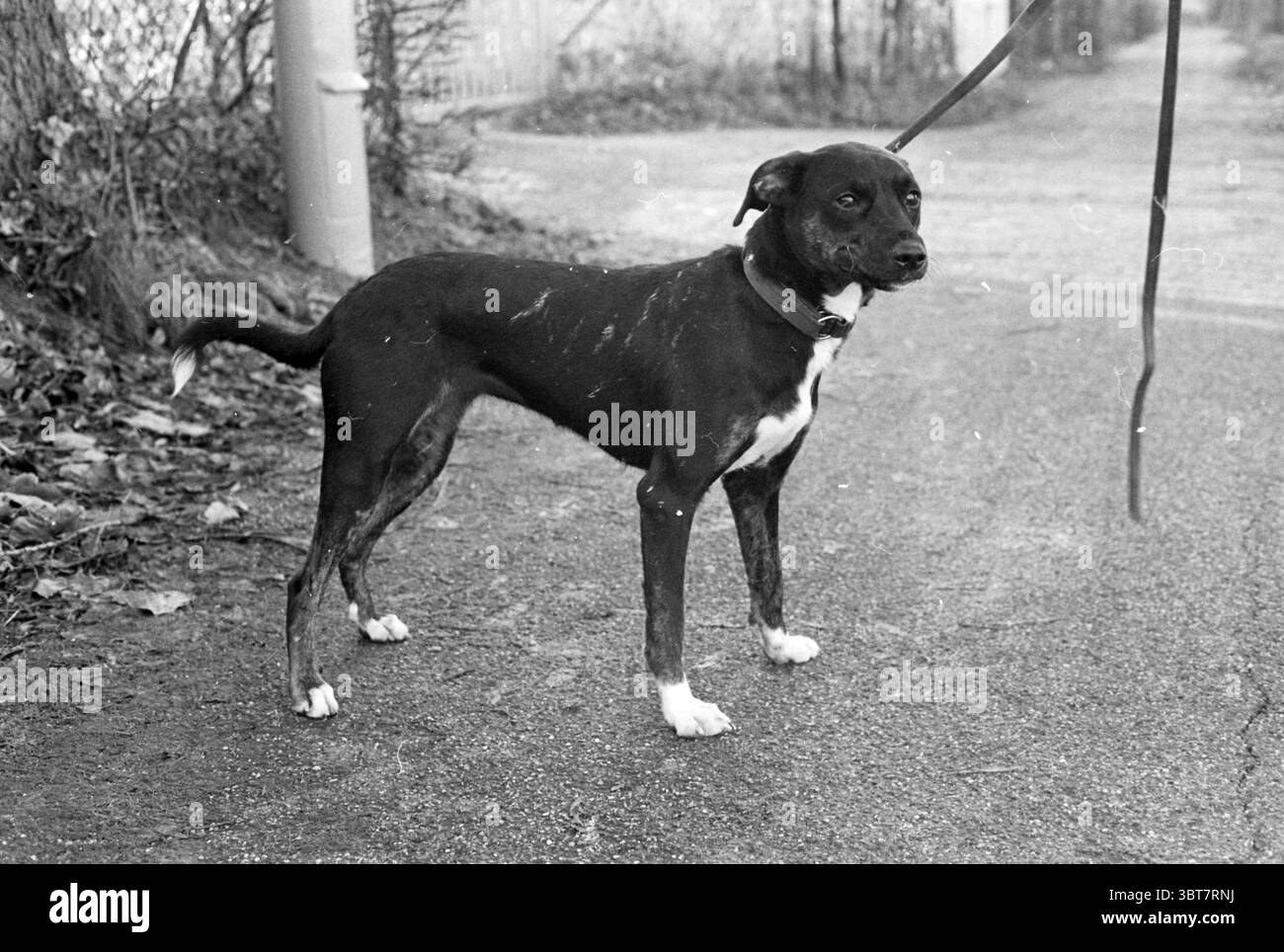 Dog v.d. WEEK Dogs, Whizgle News, Dutch Desk, Paesi Bassi, 1950 - 2000 on 29-11-1978. L'immagine mostra questi argomenti. Nella scena, un cane di medie dimensioni si trova su un percorso strutturato, che sembra essere una miscela di ghiaia e sporco, che si allontana da uno sfondo sfocato di fogliame. Il cane ha un elegante cappotto nero con distintive marcature bianche sul petto e sulle zampe, creando un contrasto sorprendente. La sua postura è vigile, con orecchie alzate e la coda tenuta ad angolo, suggerendo un mix di curiosità e prontezza. L'ambiente è in qualche modo attenuato, illuminato da una luce naturale soffusa e diffusa. Nel complesso Foto Stock