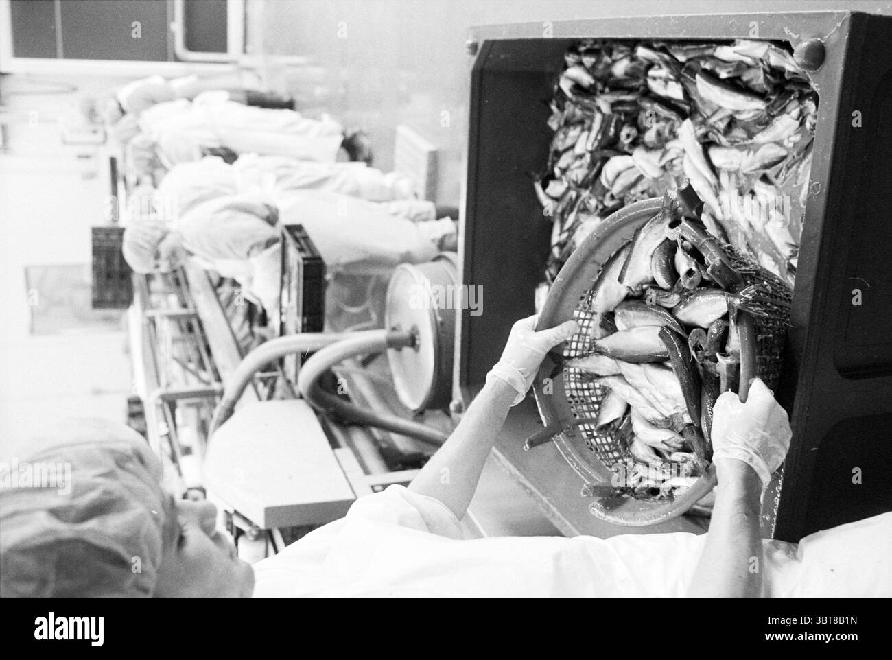 Parlevliet commercio di aringhe IJmuiden IJmuiden Paesi Bassi, Whizgle News, Dutch Desk, Paesi Bassi, 1950 - 2000 il 27-05-1997. L'immagine include questi argomenti. La scena raffigura una vivace struttura di lavorazione del pesce. In primo piano, una persona in una retina e guanti si concentra su un grande cestello pieno di vari tipi di pesce. L'individuo è vestito con un abito bianco tipico degli ambienti di lavorazione degli alimenti, garantendo l'igiene. Sullo sfondo, è possibile vedere una linea di lavoratori, anch'essi rivestiti di bianco, impegnati in compiti diversi. L'atmosfera è industriosa, con i lavoratori metodicamente pro Foto Stock