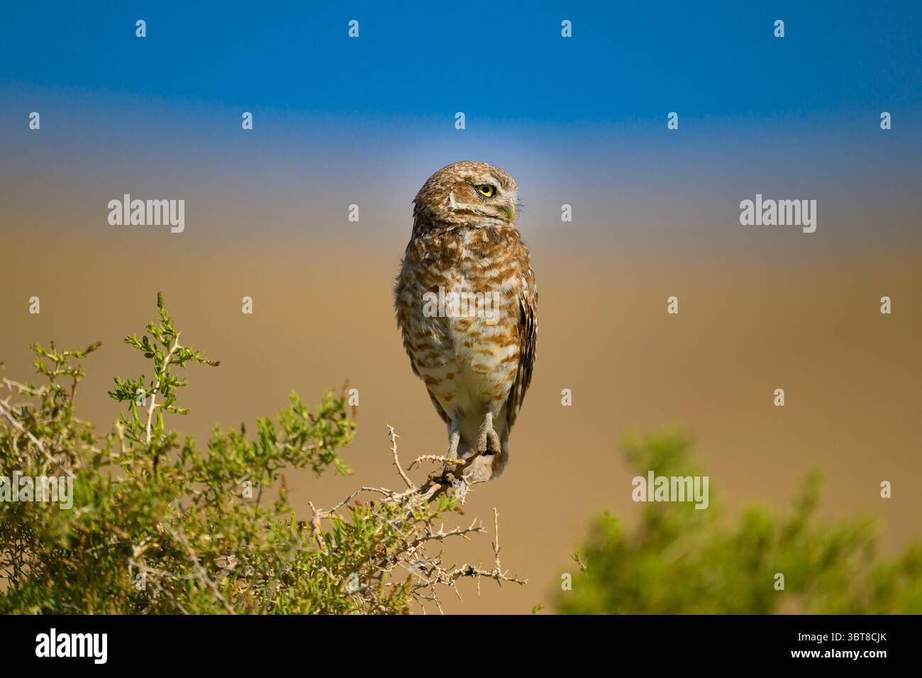 Gufo scavato arroccato sulla cima di un albero, Antelope Island, Utah Foto Stock