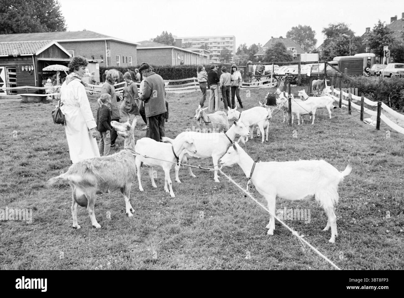 Ispezione capra Hoofddorp ispezioni Hoofddorp Paesi Bassi, Whizgle News, Dutch Desk, Paesi Bassi, 1950 - 2000 il 20-06-1981. L'immagine include questi argomenti. In un pittoresco ambiente esterno, si verifica un raduno tra uno sfondo di erba verde e macchie sparse di terra. La scena presenta un gruppo di capre, variamente colorate, alcune sono bianche, mentre altre mostrano segni marroni e neri. Sono legati a guinzagli, creando un'atmosfera giocosa ma organizzata. Alcuni individui si impegnano con le capre, dimostrando una delicata interazione. Una persona sta in piedi in modo prominente, vestita Foto Stock