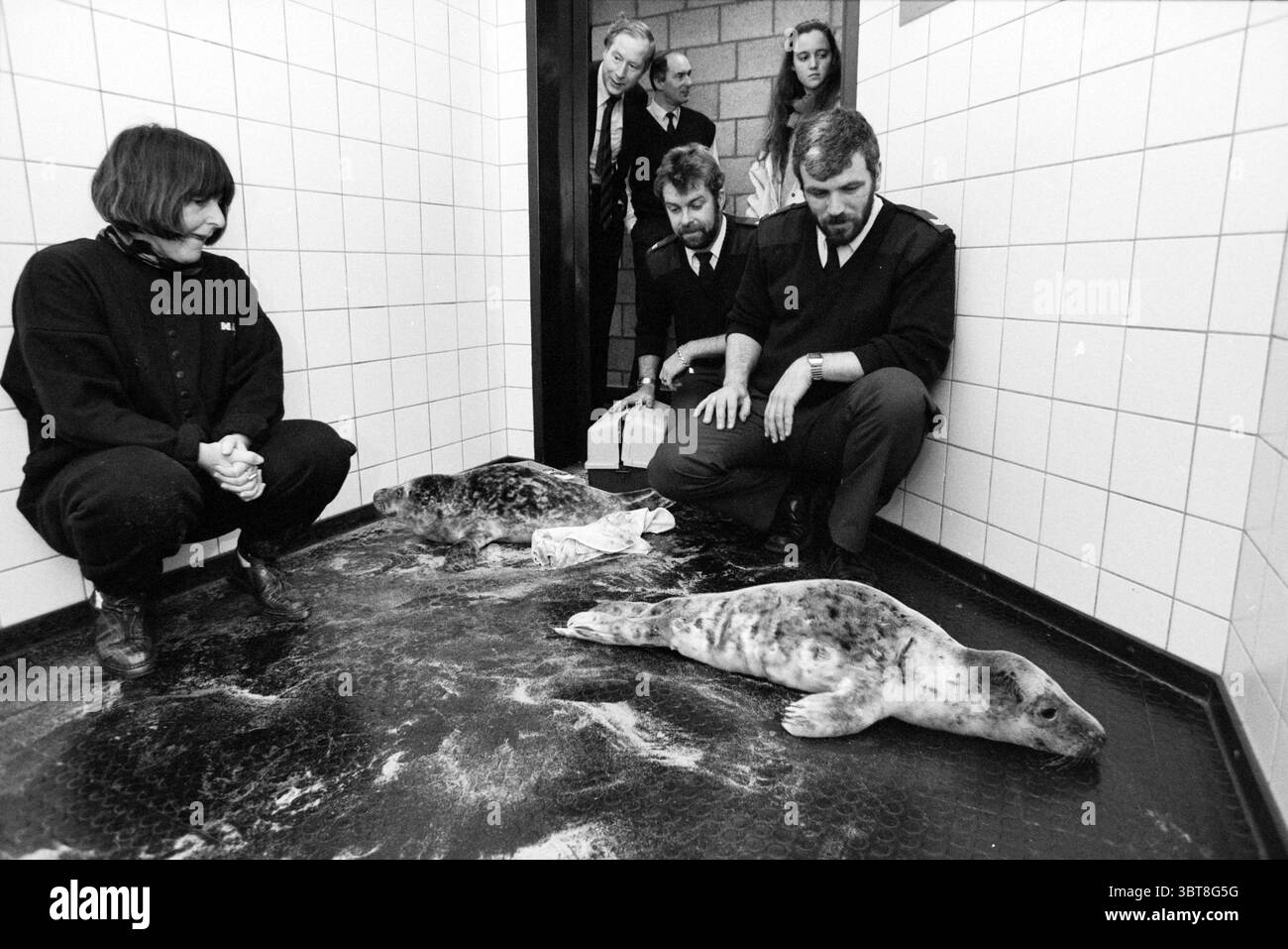 Due sigilli trovarono Zandvoort Zandvoort, Whizgle News, Dutch Desk, Paesi Bassi, 1950 - 2000 il 07-12-1990. Questi argomenti sono mostrati nell'immagine. La scena si svolge in una stanza clinica piastrellata con un'atmosfera soffusa e sterile. Il pavimento è scuro, forse nero, e sembra bagnato, riflettendo la natura un po' fredda e seria dell'ambiente. Al centro ci sono due foche che giacciono a terra, i loro corpi sono contrassegnati da macchie di pelliccia più chiara e più scura che contrastano con il pavimento scuro. Un sigillo è più visibile, mentre il secondo appare leggermente dietro, creando un senso di discreto Foto Stock