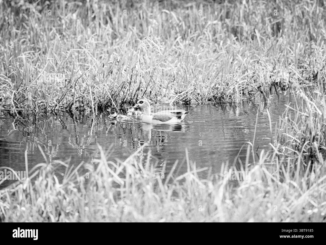 Oca egiziana con 3 giovani uccelli Santpoort Santpoort, Whizgle News, Dutch Desk, Paesi Bassi, 1950 - 2000 il 20-04-1989. L'immagine include questi argomenti. In un ambiente naturale sereno, un tranquillo corpo d'acqua riflette la calma della scena. La superficie è leggermente disturbata da morbide increspature, che indicano la presenza di fauna selvatica sottostante. Un'anatra, che mostra un'impressionante miscela di piume nere, bianche e marroni, scivola elegantemente sull'acqua, il suo piumaggio vibrante che contrasta con i toni tenui dell'ambiente. Intorno all'acqua si innalzano lussureggianti erbe verdi, alcune delle quali si piegano verso Foto Stock