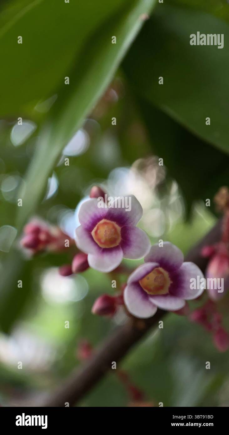 Fotografia macro di fiori di alberi da frutto stellari. Un primo piano di piccoli fiori rosa viola. Foto Stock