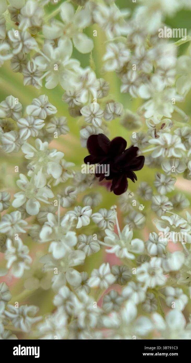 Macro fotografia della testa di fiore della carota selvatica (Daucus carota). Foto Stock