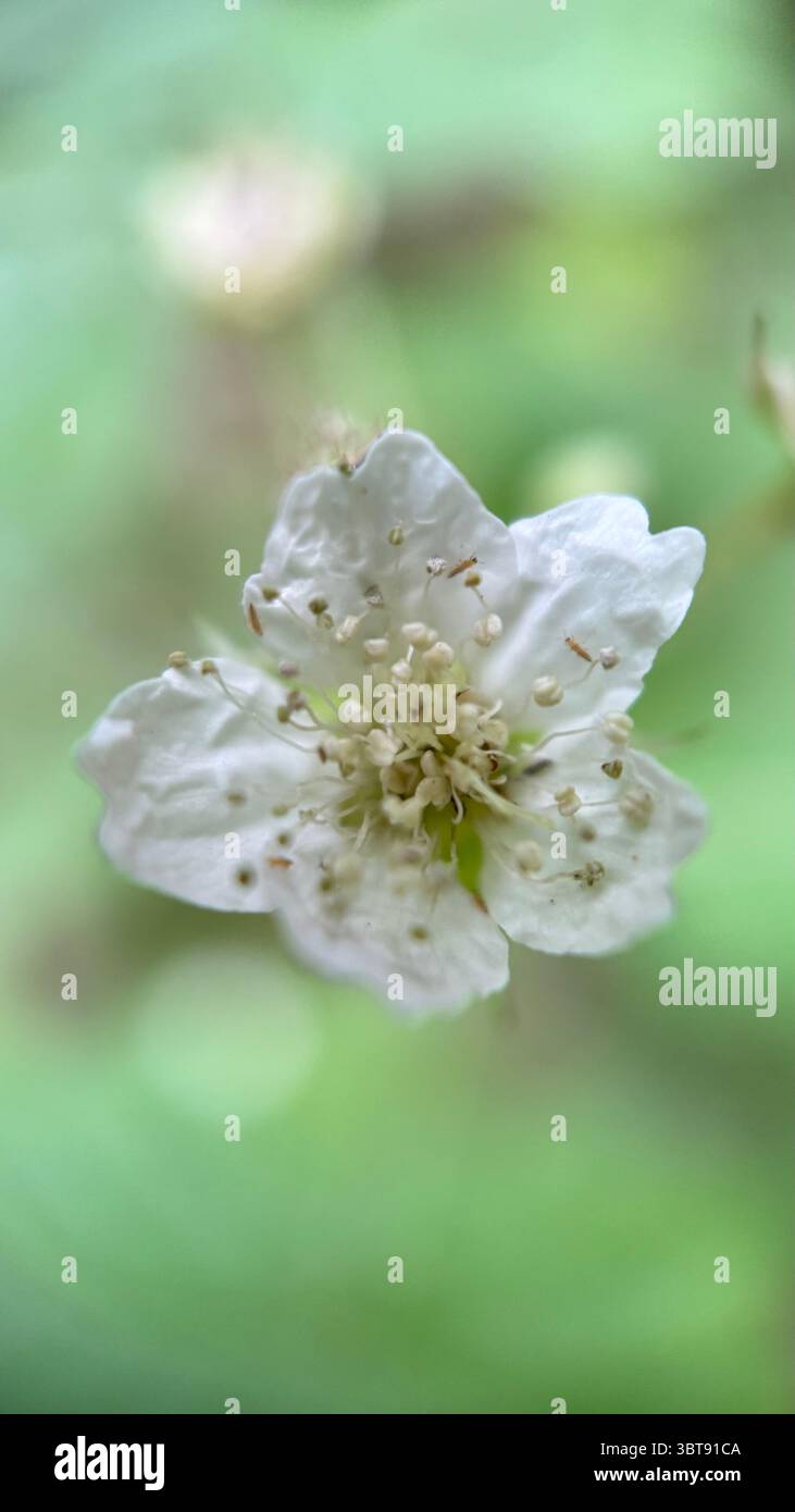 Un primo piano di un fiore bianco. Macro fotografia di fiori di Rubus. Foto Stock