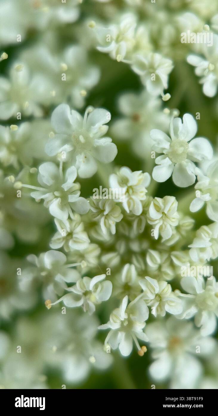 Macro fotografia della testa di fiore della carota selvatica (Daucus carota). Foto Stock