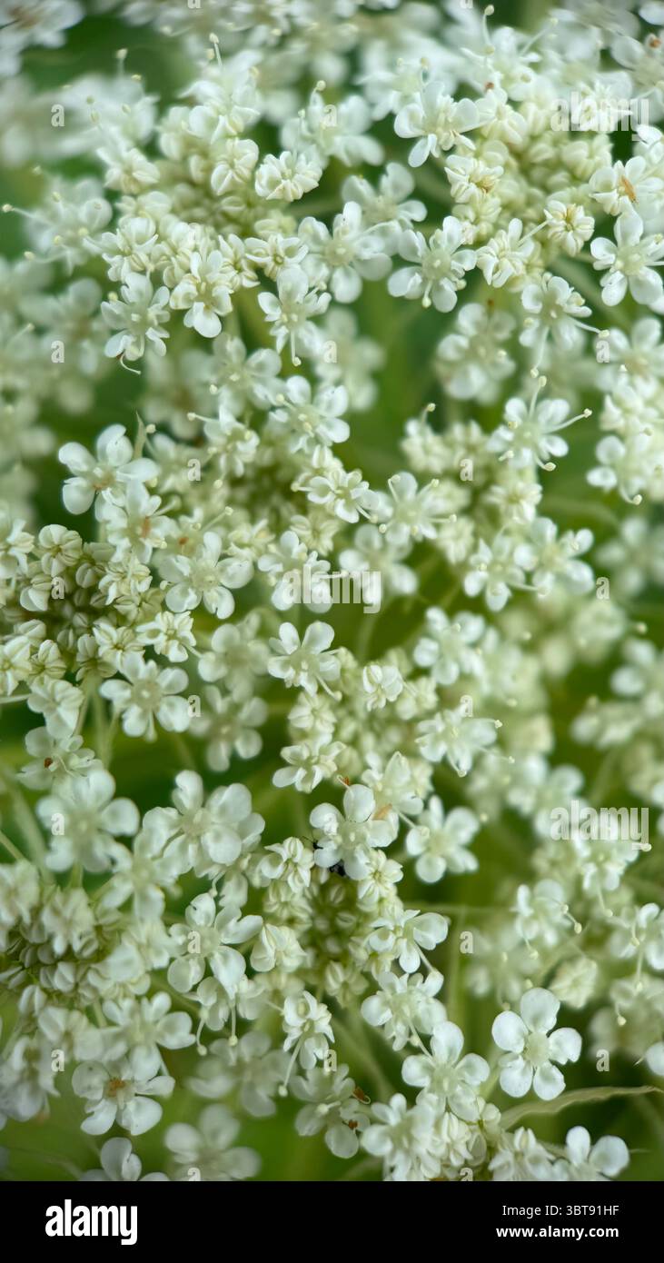 Macro fotografia della testa di fiore della carota selvatica (Daucus carota). Foto Stock