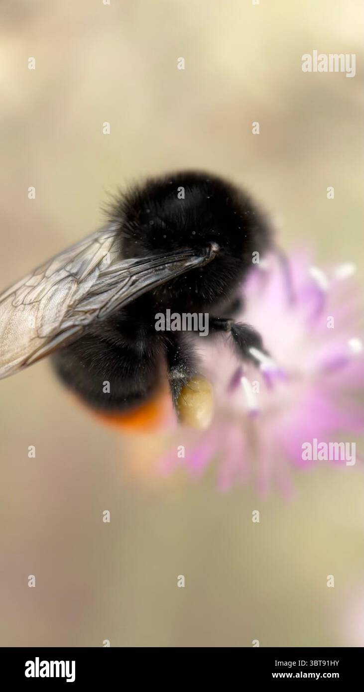 Un bumblebee nero e arancione che si nutre di una macro fotografia floreale. Un primo piano di un bumblebee. Foto Stock