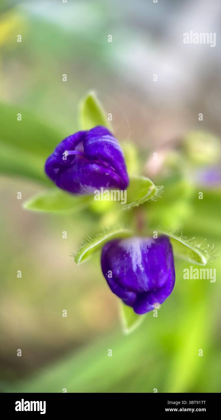 Tradenscatia (Virginia spiderwort) foto macro di fiori viola. Un primo piano di un piccolo fiore blu-viola. - Immagine stock catturata con smartphone